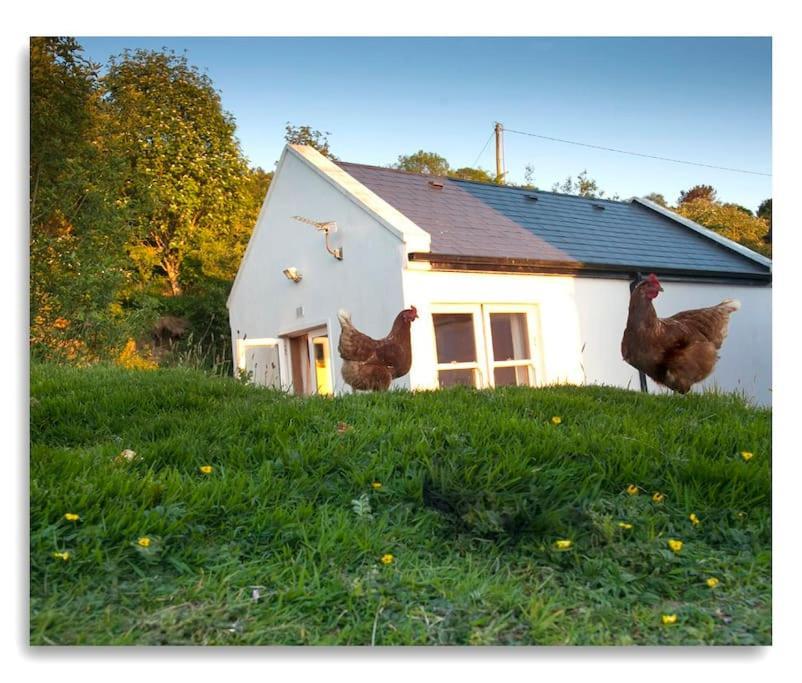 Cosy Self Contained Cottage With Stunning Views Killaloe Exterior photo